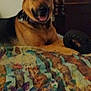 Shay is registered to the contest to win money with this photo: dog, indoor, quilt, toy, brown, black, pet, smiling, collar, bed, furniture, canine, animal, resting, ears, mouth, blanket, home, comfort, relaxed