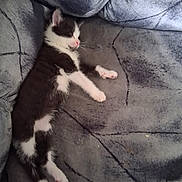 Diego is registered to the contest to win money with this photo: kitten, cat, sleeping, couch, furniture, pet, animal, black_and_white, fur, paw, relaxing, indoors, cozy, resting, cute, small, soft, comfort, home, nap
