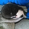 Diego is registered to the contest to win money with this photo: kitten, cat, sleeping, curled_up, furry, pet, animal, soft, blanket, blue_background, cozy, nap, cute, fur, resting, indoor, comfortable, small, adorable, peaceful