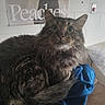 Jonny joined the competition — help win amazing prizes! animal, blue_cloth, cat, clothing, curious, domestic, eyes, face, feline, fur, furniture, indoor, pet, portrait, poster, resting, tabby, table, wall, whiskers