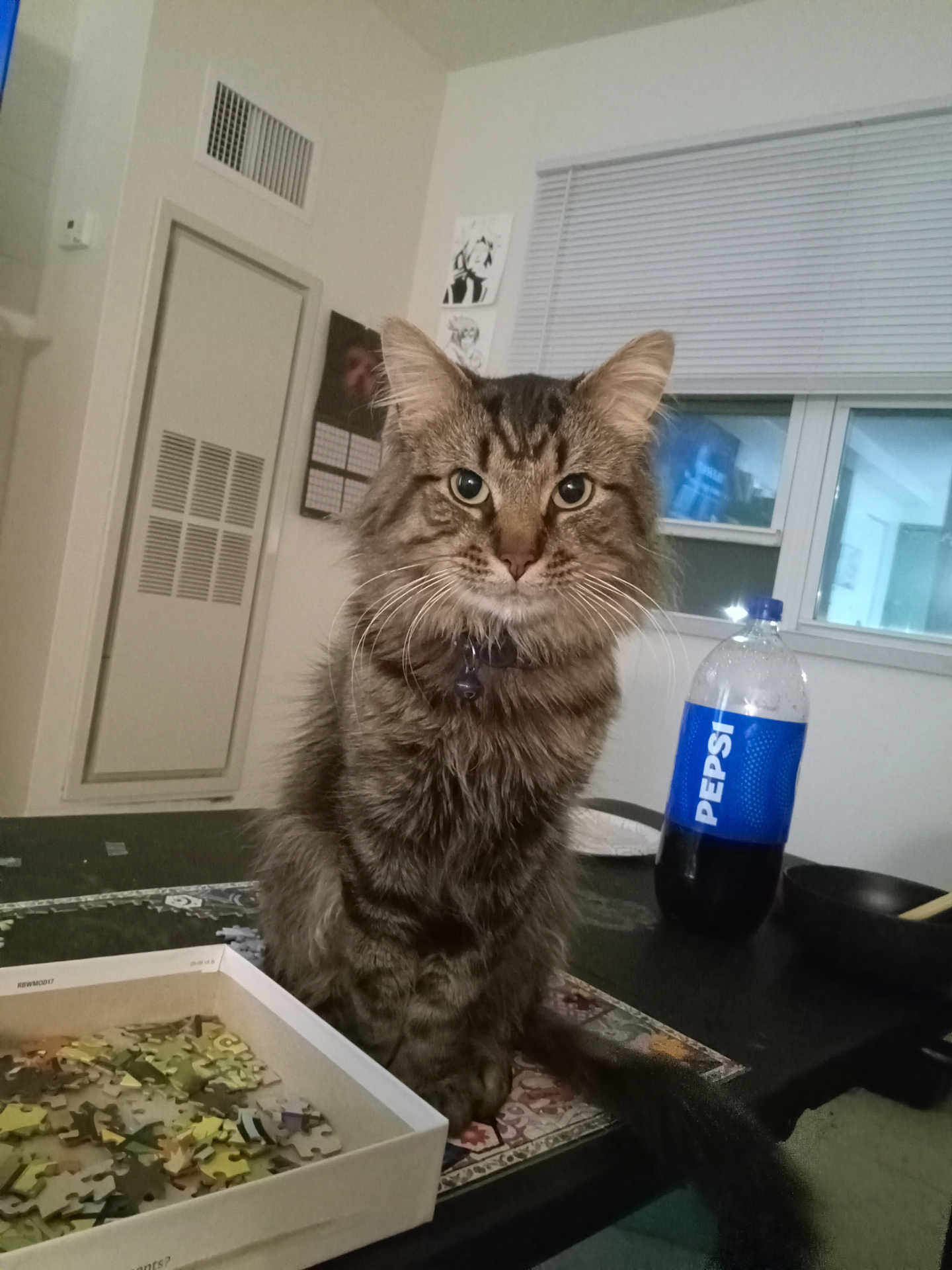Jonny is registered to the contest to win money with this photo: cat, tabby_cat, pet, indoor, table, puzzle_pieces, puzzle_box, bottle, pepsi_bottle, beverage, whiskers, fur, green_eyes, collar, bowl, window, blinds, poster, living_room, portrait