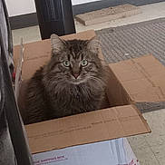 Jonny is registered to the contest to win money with this photo: box, cardboard, carpet, cat, closeup, container, curious, domestic_cat, feline, floor, fur, green_eyes, household, indoor, pet, relaxed, shipping_box, sitting, tabby, whiskers