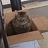 box, cardboard, carpet, cat, closeup, container, curious, domestic_cat, feline, floor, fur, green_eyes, household, indoor, pet, relaxed, shipping_box, sitting, tabby, whiskers