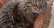 Jonny is registered to the contest to win money with this photo: animal, blanket, cat, closeup, comfort, cozy, curled_up, domestic, feline, fluffy, fringe, fur, home, indoor, natural_light, pet, relaxed, resting, sleepy, tabby