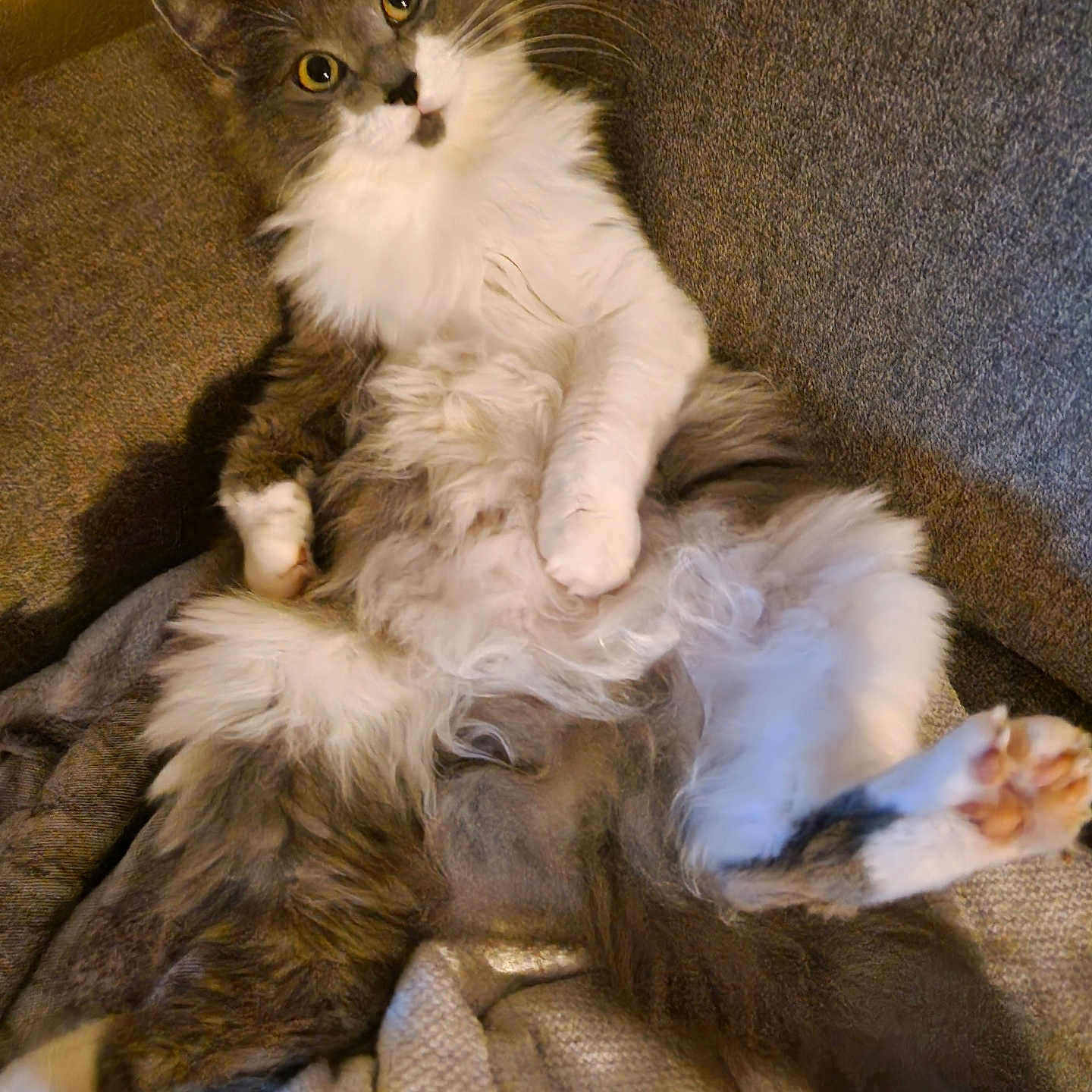 Ripley