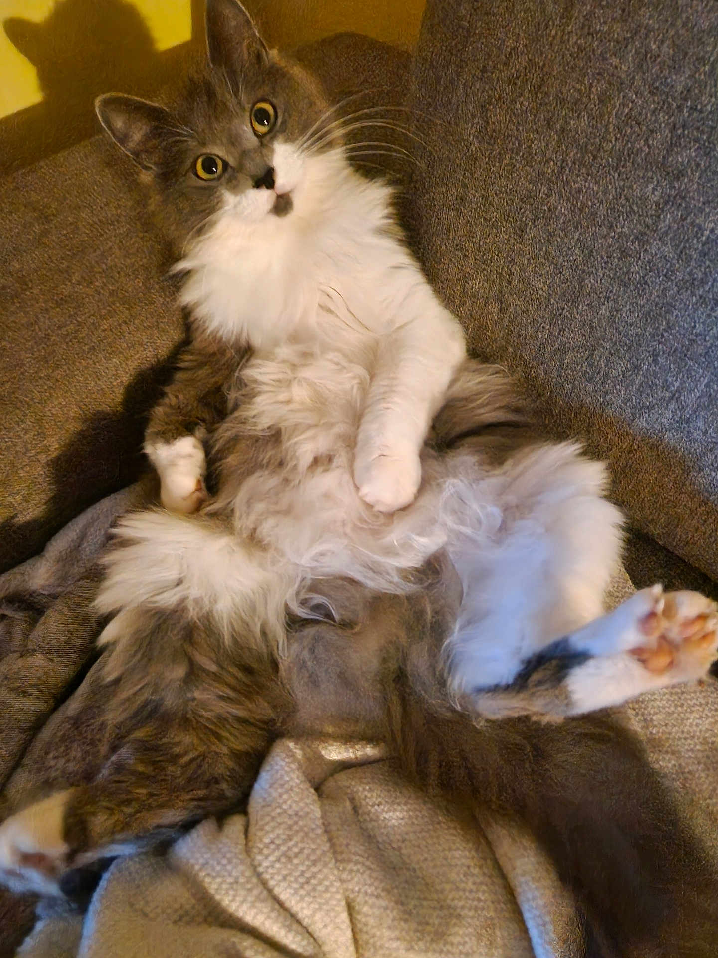 Ripley participe au concours pour gagner de l'argent avec cette photo : cat, fluffy, gray, white, pet, feline, couch, indoor, relaxed, fur, animal, cute, whiskers, paws, laying, cozy, home, curious, portrait, sitting