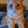 Ripley participe au concours pour gagner de l'argent avec cette photo : cat, orange_tabby, pet, animal, feline, whiskers, ears, paws, fur, close_up, indoor, curious, resting, cute, domestic_cat, mammal, portrait, face, eyes, soft