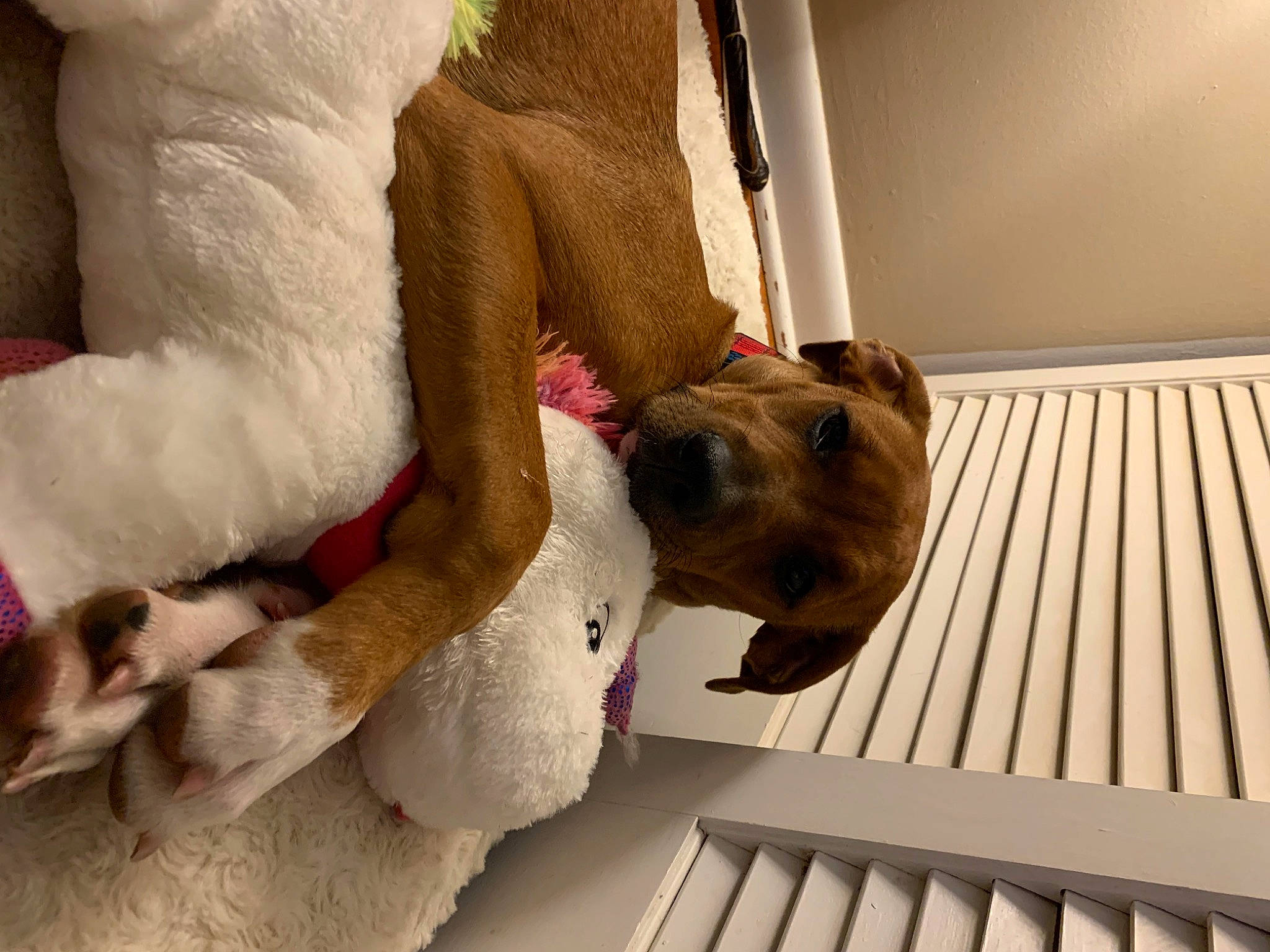 Jada joined the competition — help win amazing prizes! canidae, carnivore, collar, comfort, companion_dog, dog, dog_breed, ear, fawn, flooring, fur, hardwood, human_leg, pet_supply, snout, sporting_group, tail, vertebrate, wood, working_animal