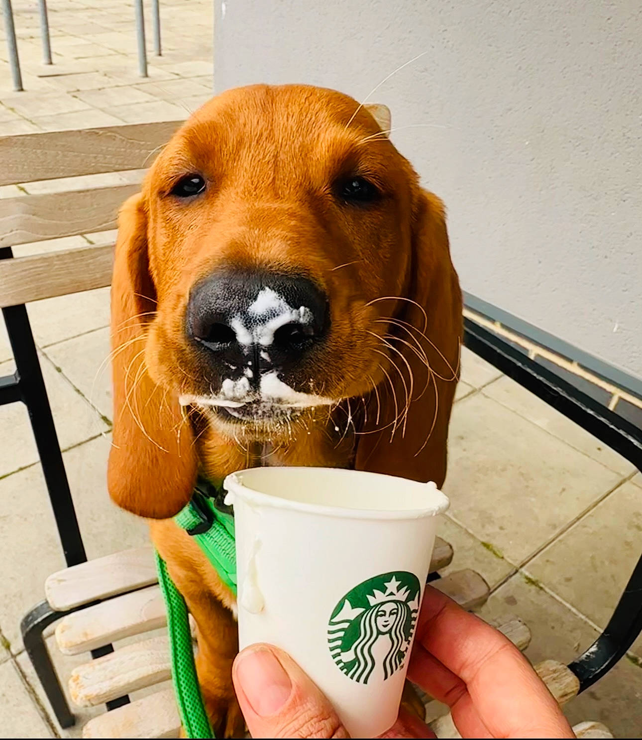 Hector is registered to the contest to win money with this photo: carnivore, coffee_cup, collar, companion_dog, cup, dog, dog_breed, dog_supply, drink, drinkware, fawn, liver, mug, pet_supply, snout, sporting_group, tableware, toy, whiskers, working_animal