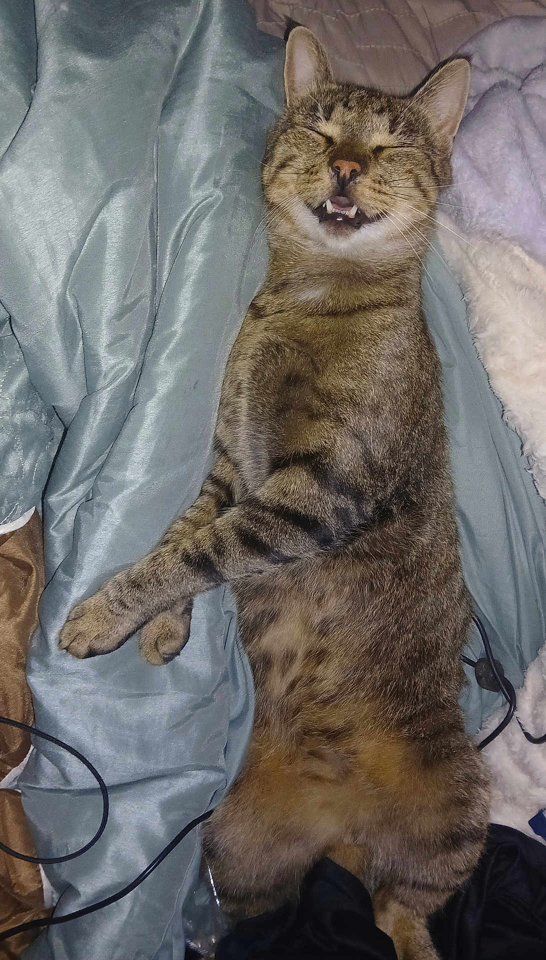 Kitty is registered to the contest to win money with this photo: cat, tabby, sleeping, smiling, mouth_open, teeth, blanket, silky, blue, brown, fur, pet, domestic_animal, relaxed, lying_down, cozy, indoors, cable, bed, soft