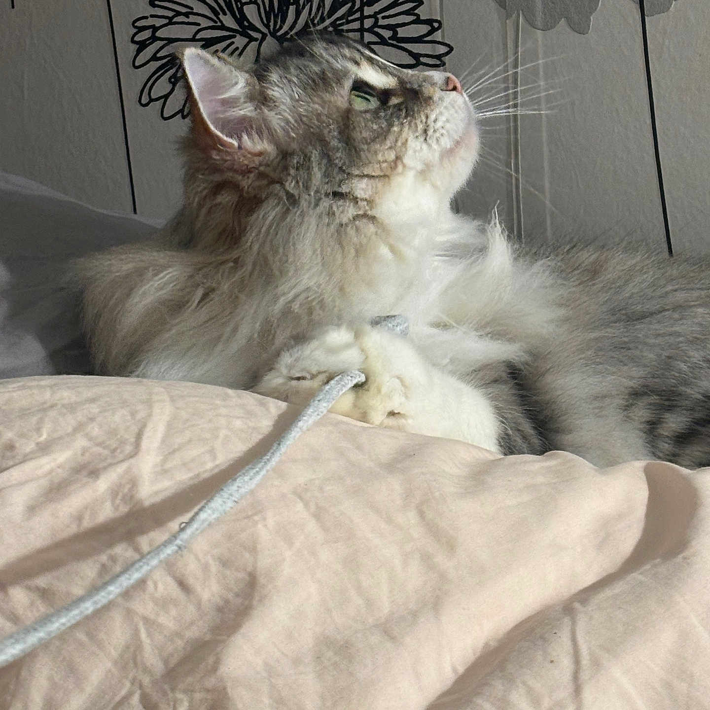 Cécilia participe au concours pour gagner de l'argent avec cette photo : bed, blanket, cat, cute, domestic, drawstring, fur, indoor, long_hair_cat, paw, pet, pillow, portrait, profile, relaxed, sleepy, sunlight, wallpaper, whiskers, window_light