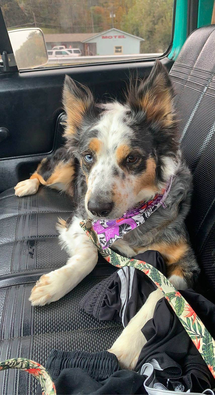 Remi joined the competition — help win amazing prizes! canidae, carnivore, chair, collar, companion_dog, dog, dog_breed, dog_collar, foot, fur, herding_dog, leash, plant, snout, sporting_group, terrestrial_animal, texas_heeler, whiskers, working_animal, working_dog