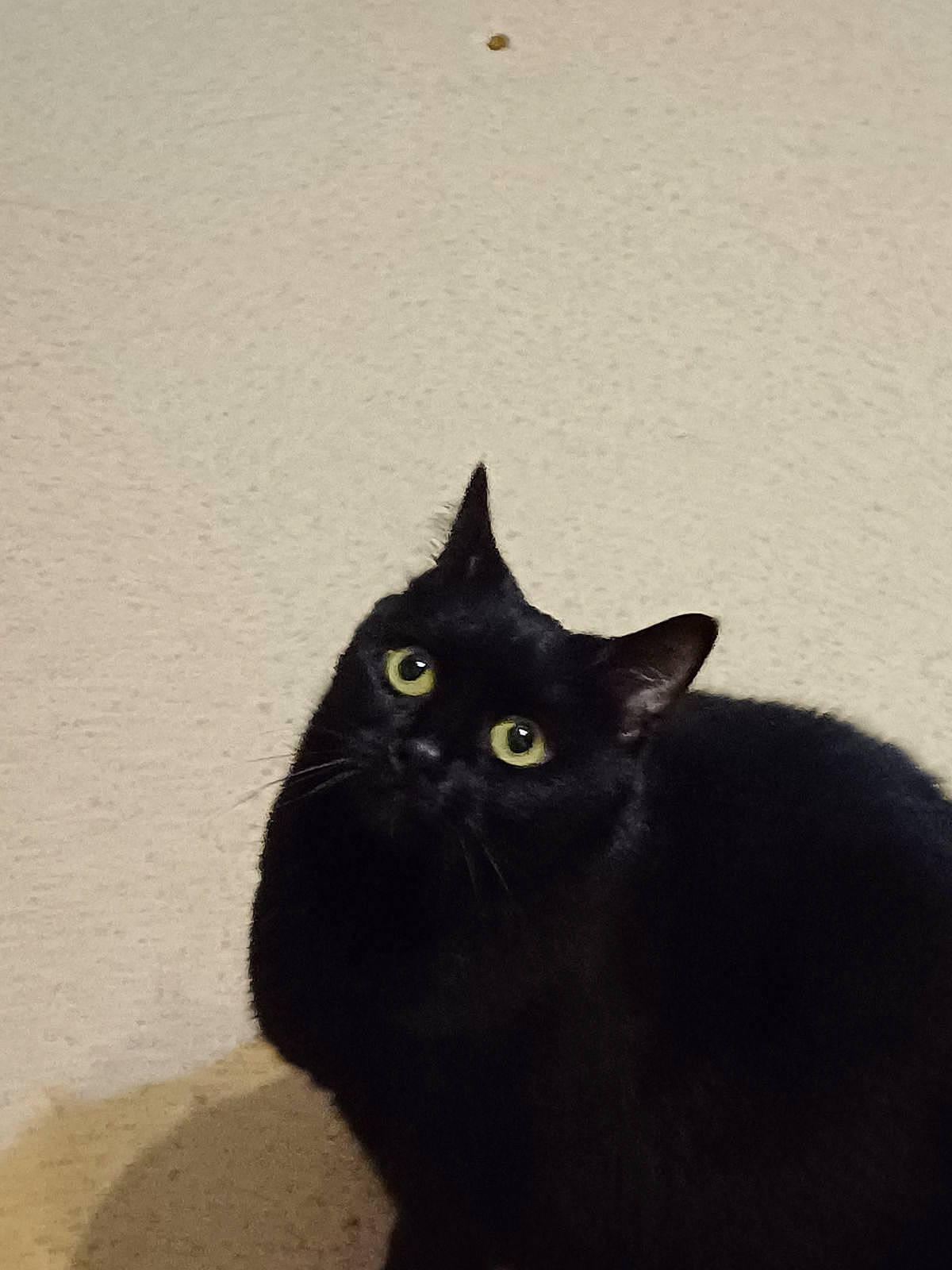 Princesse a rejoint le concours — aidez-le/la à gagner de superbes lots ! black_cat, bombay, carnivore, cat, domestic_short_haired_cat, felidae, fur, grey, small_to_medium_sized_cats, snout, tail, terrestrial_animal, tints_and_shades, whiskers, window