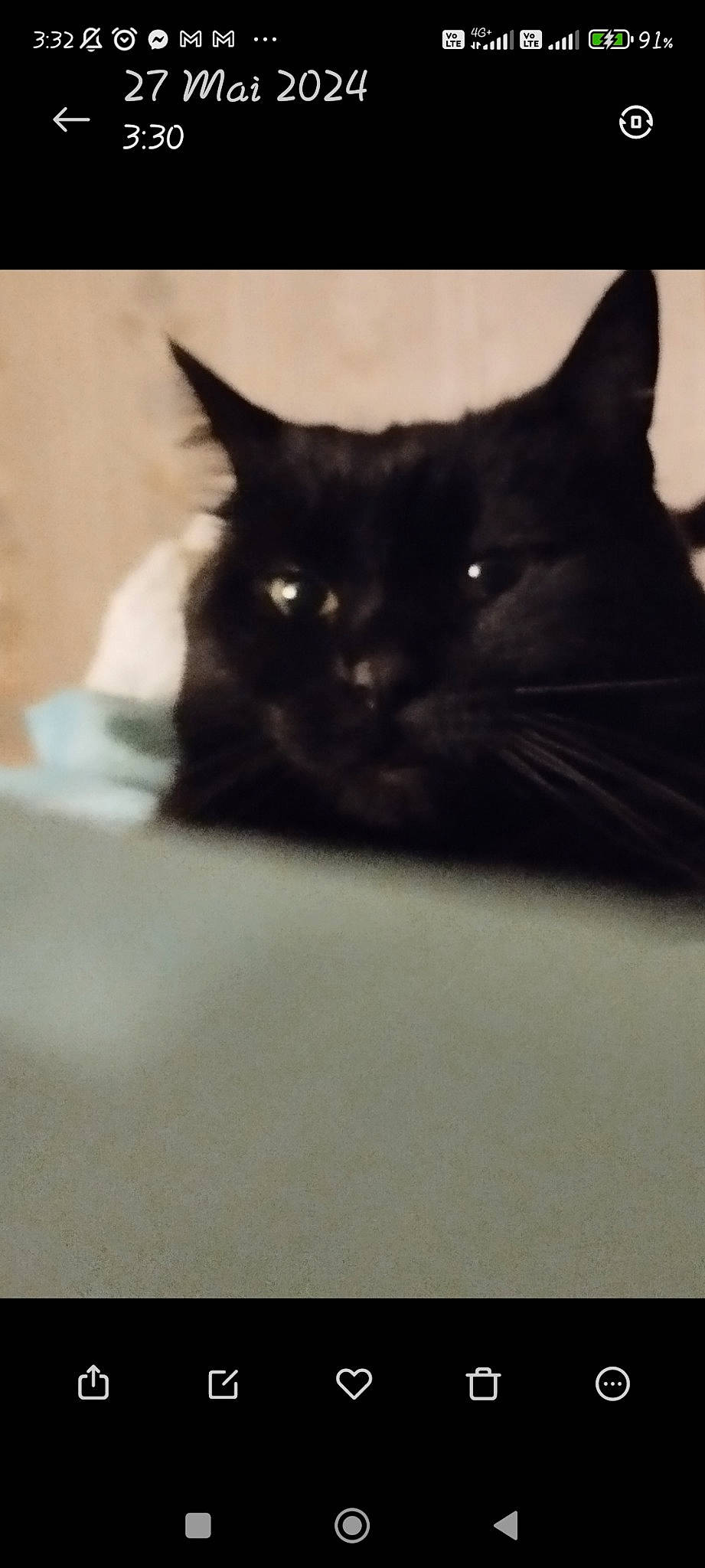 Princesse a rejoint le concours — aidez-le/la à gagner de superbes lots ! black_cat, bombay, carnivore, cat, comfort, domestic_short_haired_cat, felidae, fur, monochrome_photography, small_to_medium_sized_cats, snout, tail, terrestrial_animal, tints_and_shades, whiskers