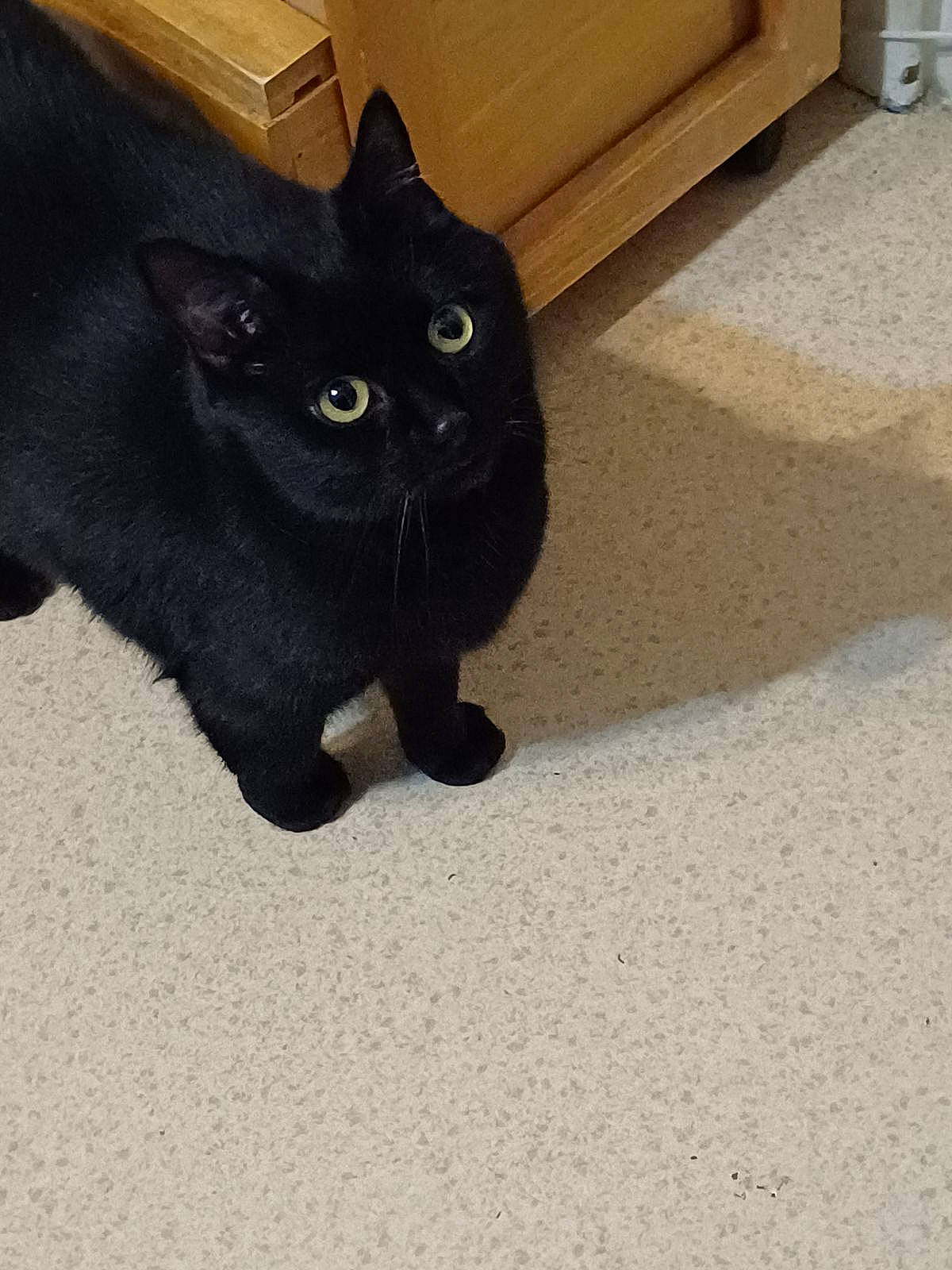 Princesse a rejoint le concours — aidez-le/la à gagner de superbes lots ! black_cat, bombay, carnivore, cat, claw, domestic_short_haired_cat, door, felidae, flooring, fur, paw, road_surface, shadow, small_to_medium_sized_cats, snout, tail, terrestrial_animal, whiskers, window