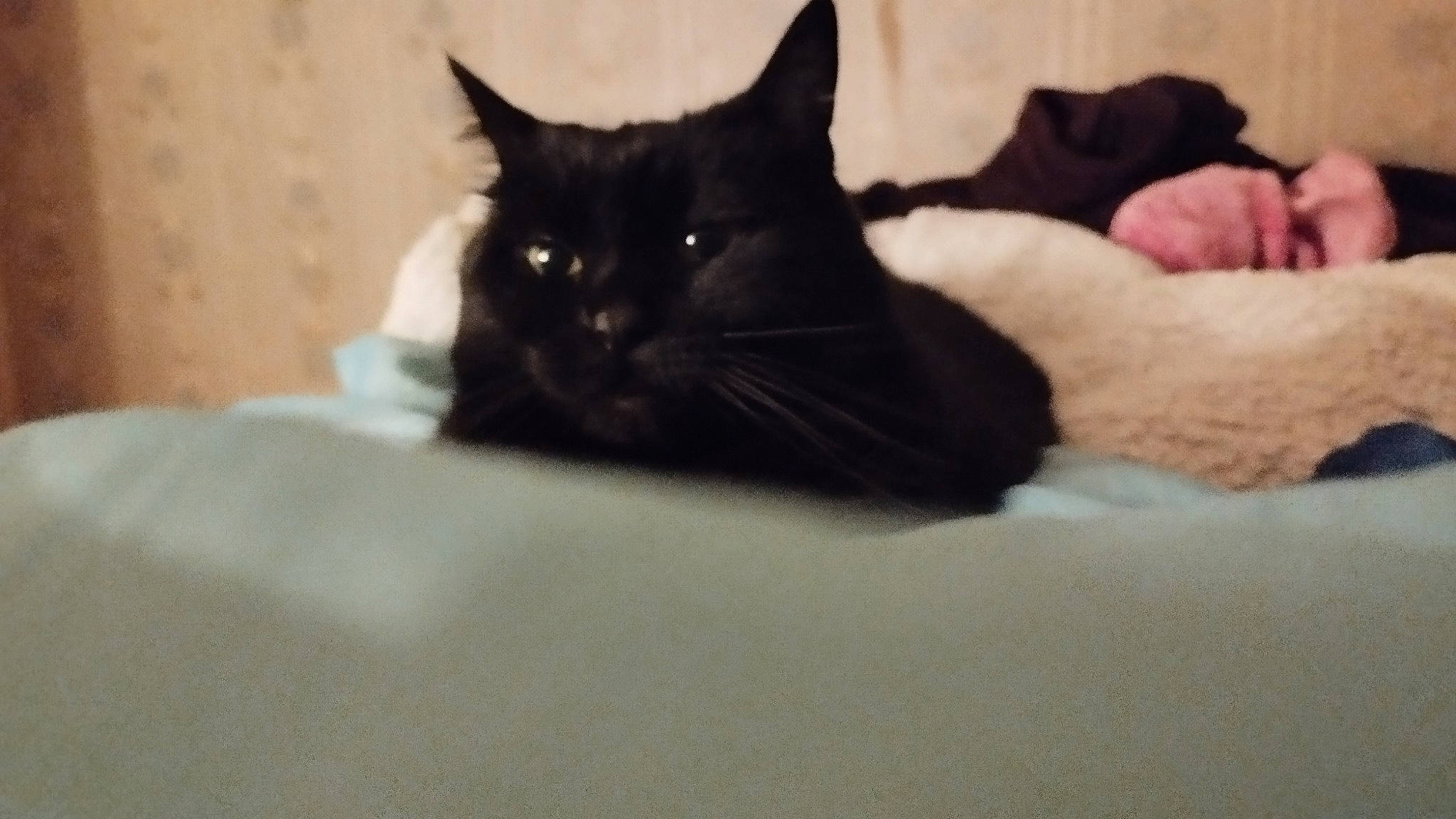 Princesse participe au concours pour gagner de l'argent avec cette photo : black_cat, carmine, carnivore, cat, comfort, domestic_short_haired_cat, felidae, fur, linens, small_to_medium_sized_cats, snout, tail, terrestrial_animal, whiskers