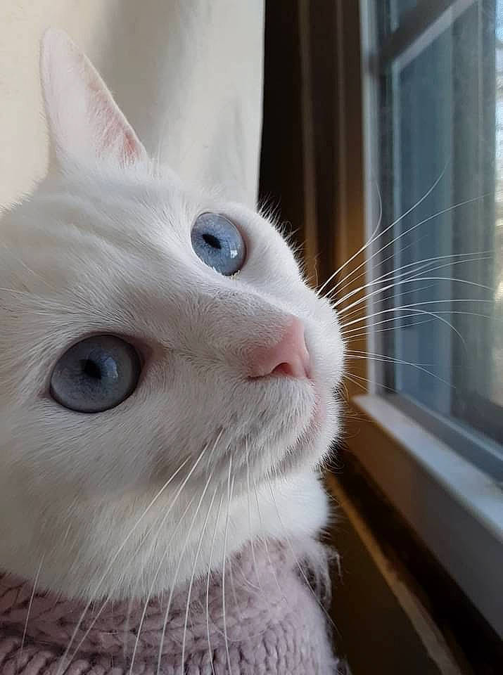 Miss Marsha Mallow is registered to the contest to win money with this photo: carnivore, cat, domestic_short_haired_cat, ear, eye, eyebrow, felidae, fur, head, iris, nose, small_to_medium_sized_cats, snout, whiskers, window