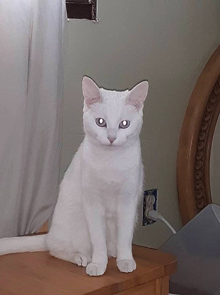 Miss Marsha Mallow is registered to the contest to win money with this photo: art, carnivore, cat, cat_supply, comfort, creative_arts, domestic_short_haired_cat, felidae, fur, grey, hardwood, paw, plaster, room, small_to_medium_sized_cats, snout, tail, whiskers, window