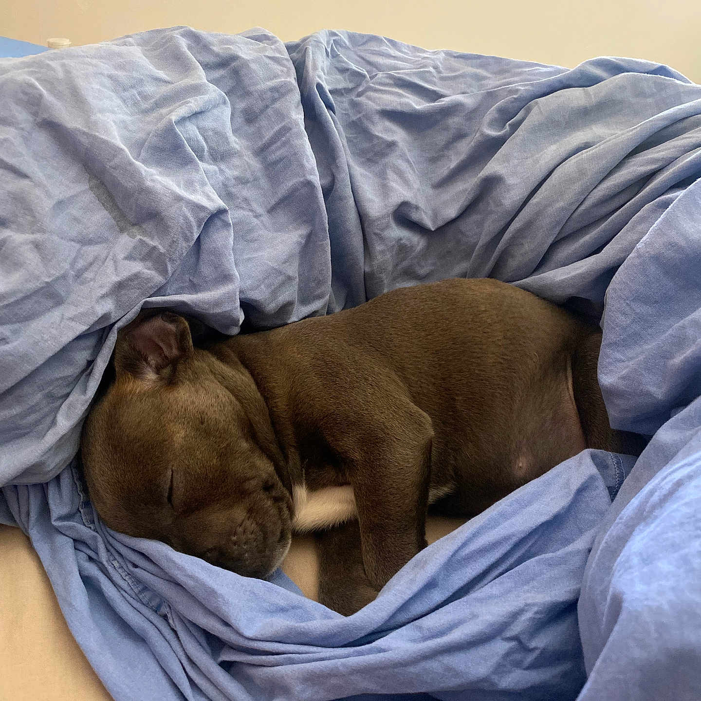 Urban participe au concours pour gagner de l'argent avec cette photo : animal, bed, blanket, bulldog, canine, dog, furniture, person, pet, pitbull, puppy, sleeping