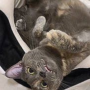 Nola is registered to the contest to win money with this photo: animal, bedroom, cat, cozy, curious_eyes, cute, domestic_cat, feline, floor, fur, gray_cat, indoor, paw, pet_bed, playful, relaxed, resting, toothy_grin, upside_down, whiskers