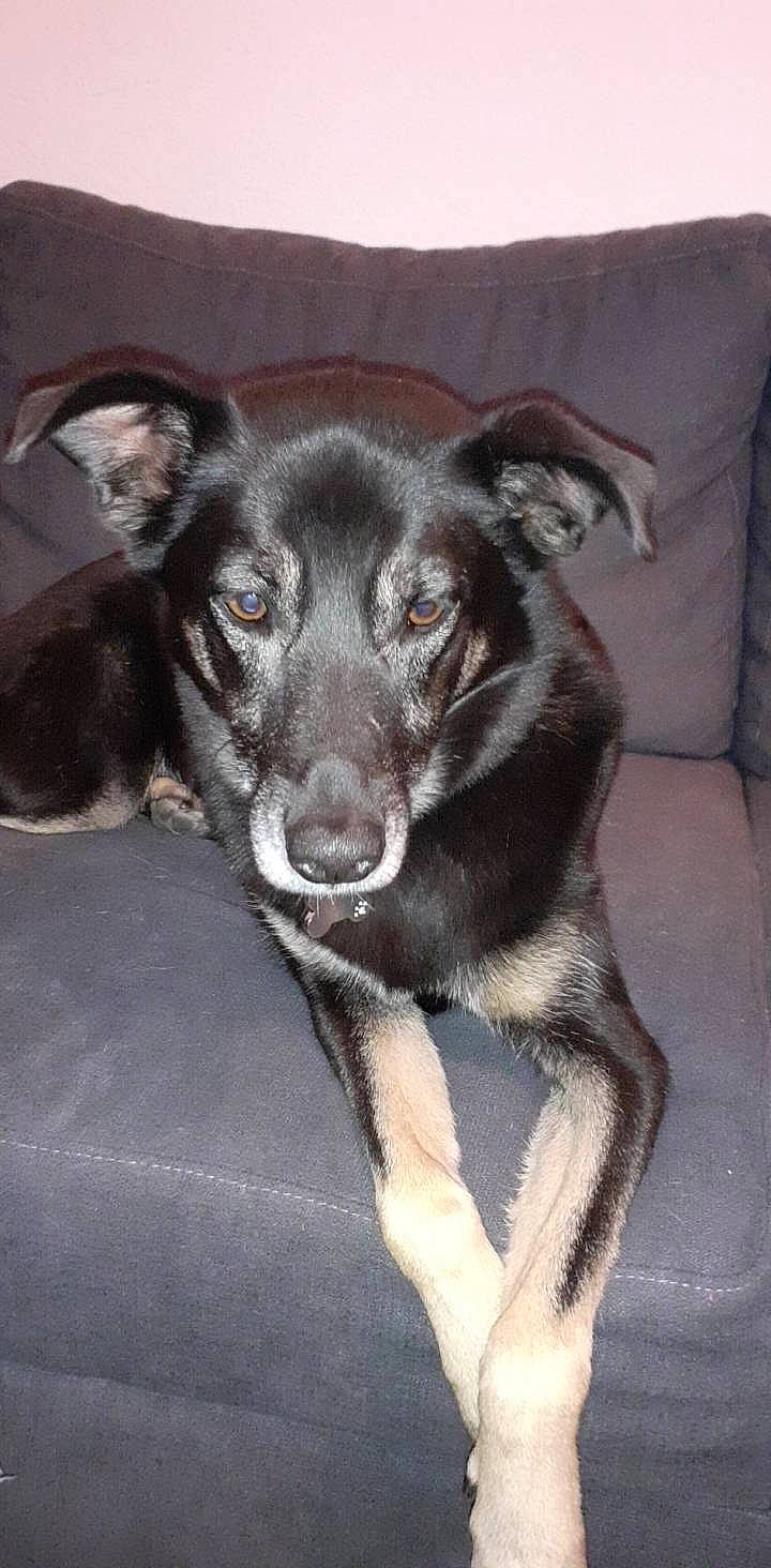 Volga a rejoint le concours — aidez-le/la à gagner de superbes lots ! borador, canidae, carnivore, dog, dog_breed, lapponian_herder, mammal, rare_breed_dog, snout, sporting_group, street_dog, vertebrate, whiskers