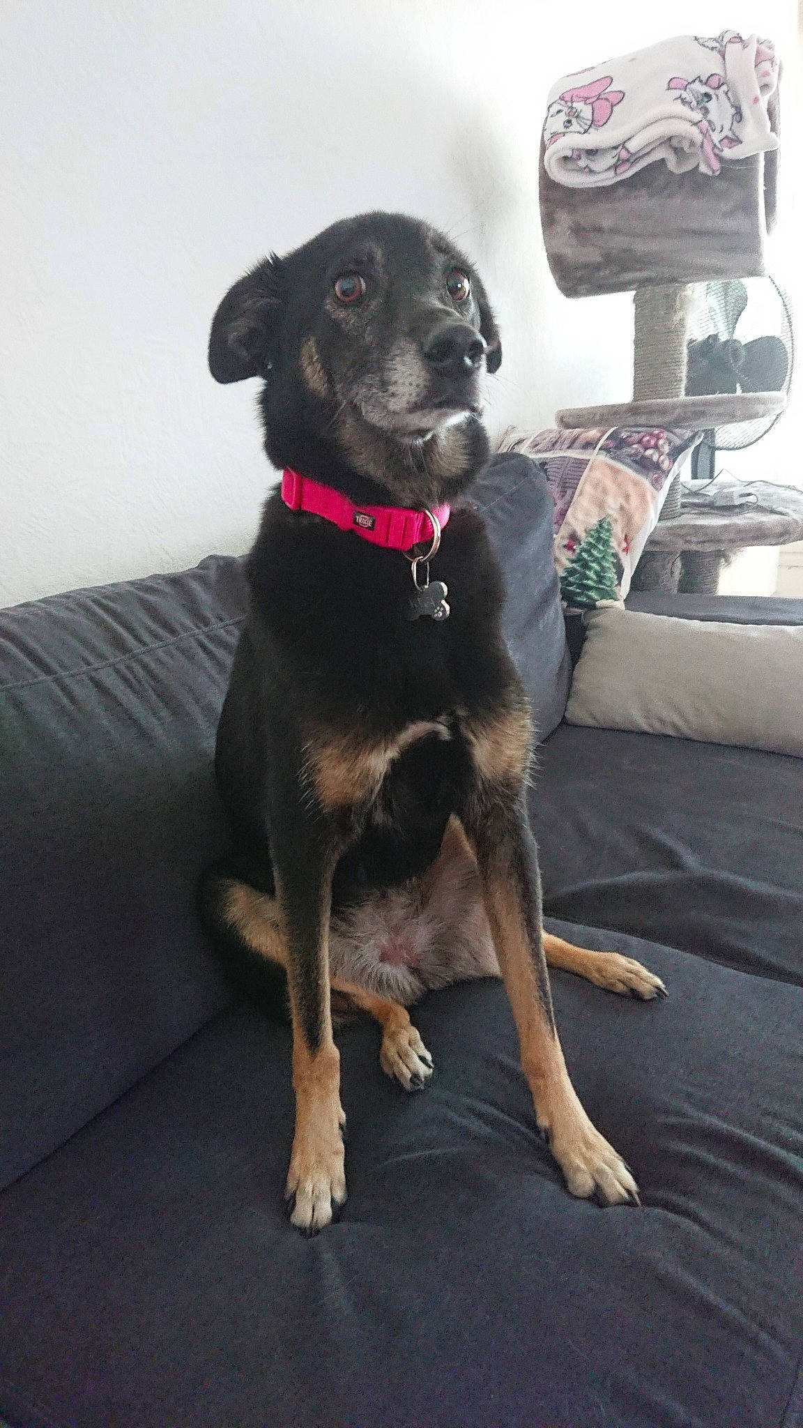 Volga a rejoint le concours — aidez-le/la à gagner de superbes lots ! canidae, carnivore, companion_dog, dog, dog_breed, fawn, huntaway, hunting_dog, mammal, snout, sporting_group