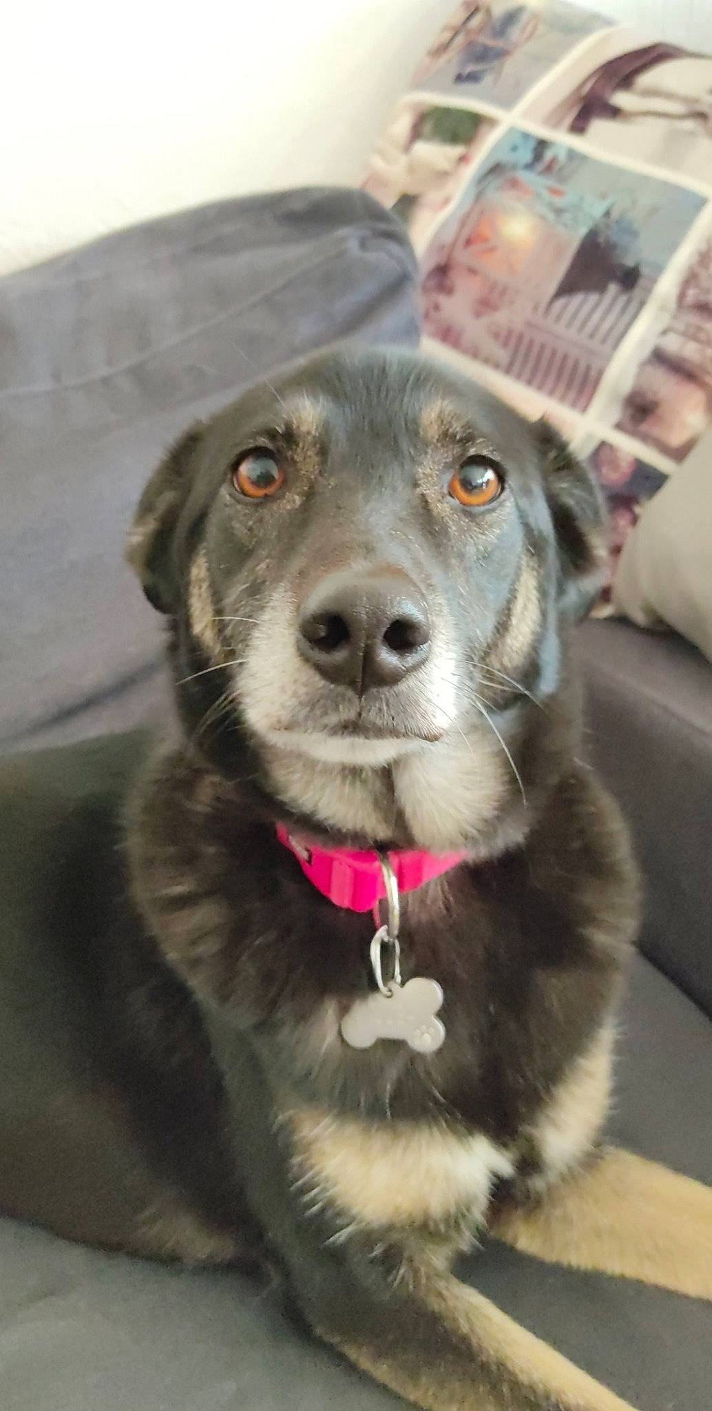 Volga participe au concours pour gagner de l'argent avec cette photo : beagador, borador, canidae, carnivore, companion_dog, dog, dog_breed, labrador_husky, labrador_retriever, mammal, nose, puppy, retriever, snout, sporting_group, whiskers