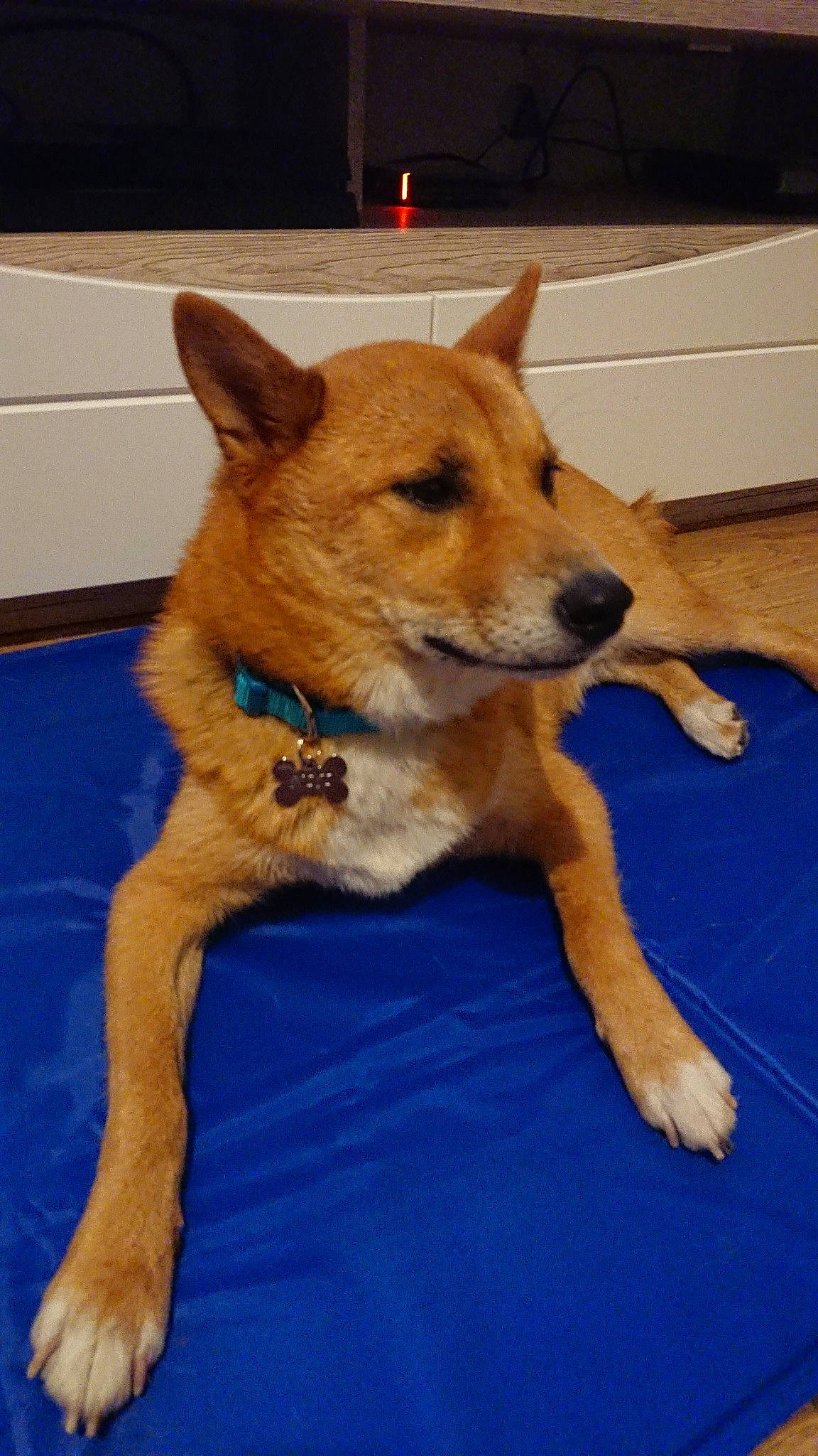 Niji a rejoint le concours — aidez-le/la à gagner de superbes lots ! canaan_dog, canidae, carnivore, carolina_dog, companion_dog, dog, dog_breed, fawn, finnish_spitz, korean_jindo_dog, mammal, non_sporting_group, pariah_dog, rare_breed_dog, sulimov_dog, vertebrate