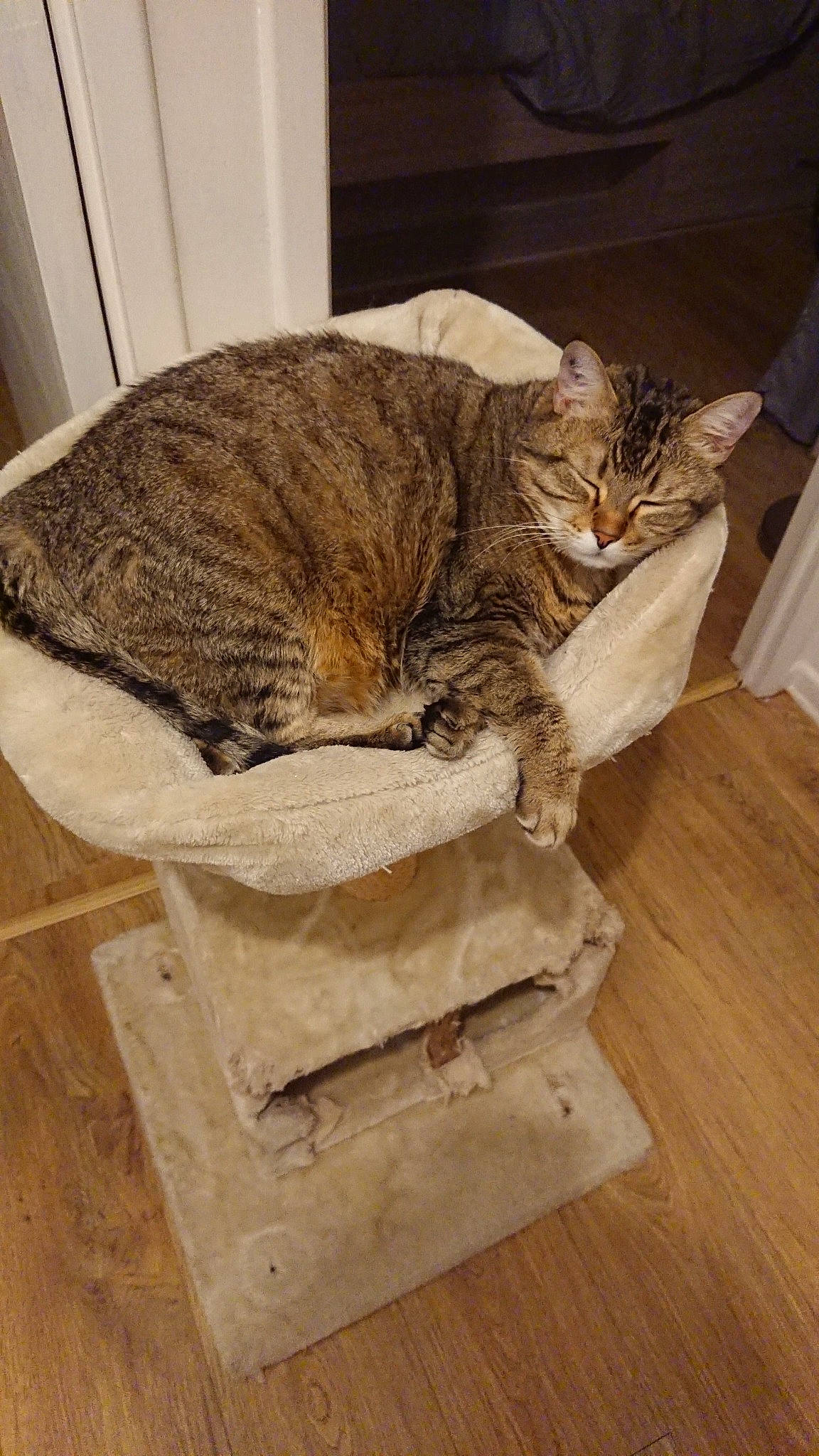 Hippie participe au concours pour gagner de l'argent avec cette photo : asian, carnivore, cat, domestic_short_haired_cat, dragon_li, european_shorthair, felidae, fur, ocicat, small_to_medium_sized_cats, tabby_cat, tail, whiskers