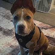 Keena joined the competition — help win amazing prizes! dog, puppy, pit_bull, brown_dog, white_markings, floppy_ears, sitting, harness, pet, animal, portrait, indoors, rug, floor, box_fan, home, close_up, looking_at_camera, short_hair, cute