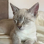 Love Et Oslo a rejoint le concours — aidez-le/la à gagner de superbes lots ! animal, blanket, cat, closeup, cozy, cute, domestic, ears, feline, fur, indoor, mammal, paws, pet, quiet, relaxed, resting, sleeping, soft, whiskers