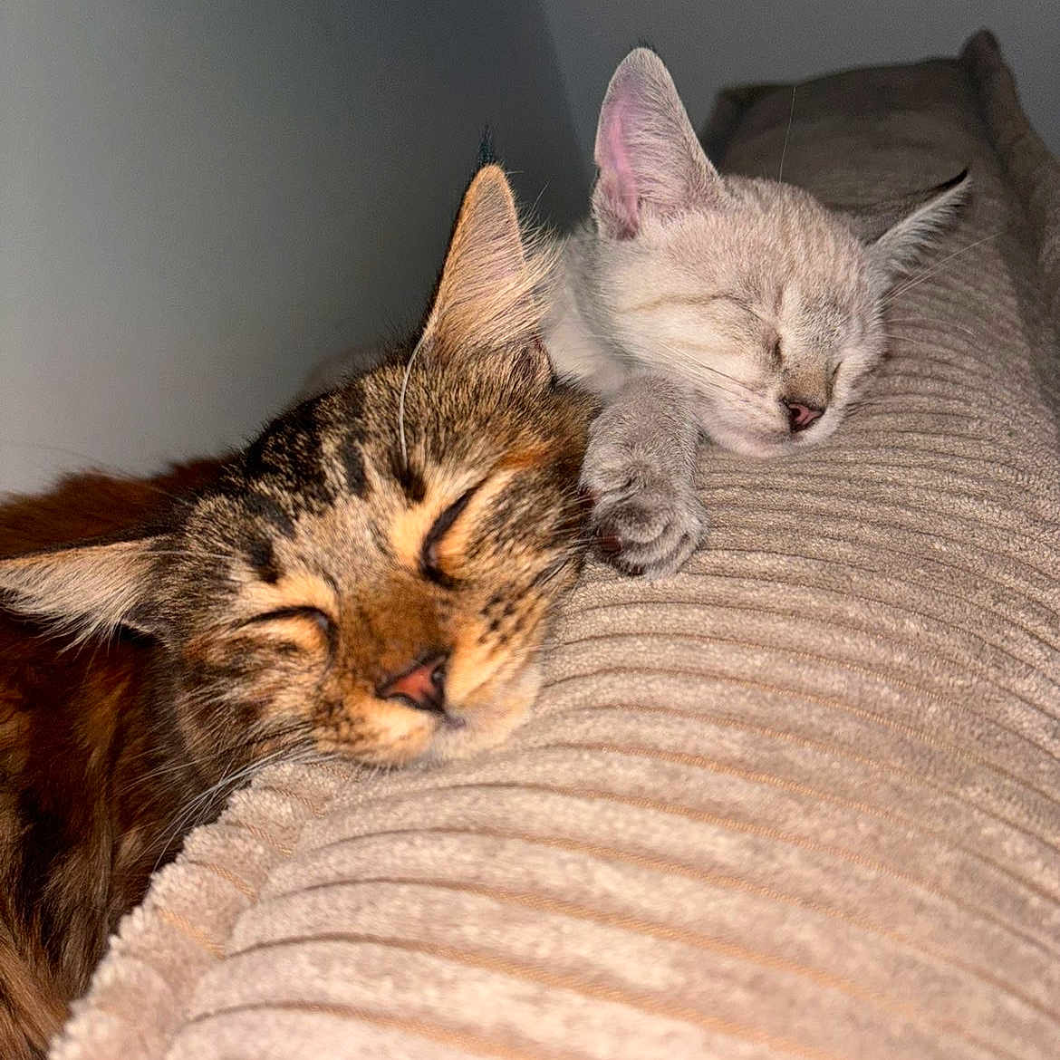 Love Et Oslo participe au concours pour gagner de l'argent avec cette photo : animal, cat, closeup, cozy, cushion, cute, ears, friendship, fur, indoor, kitten, nap, peaceful, pets, relaxation, rest, sleeping, soft, tabby_cat, whiskers