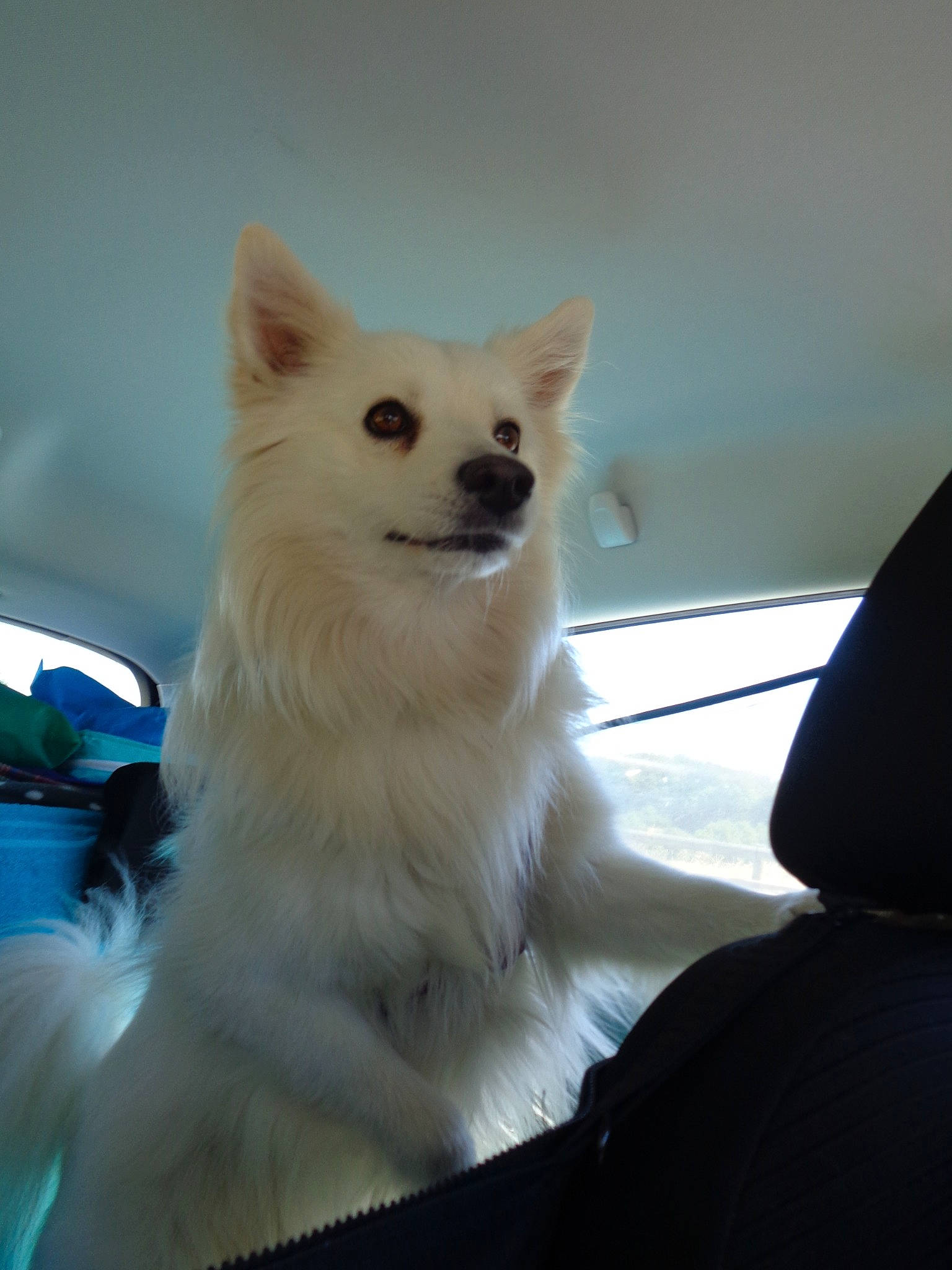 Gaspard a rejoint le concours — aidez-le/la à gagner de superbes lots ! american_eskimo_dog, berger_blanc_suisse, canidae, carnivore, dog, dog_breed, german_spitz, german_spitz_mittel, indian_spitz, japanese_spitz, kintamani, mammal, non_sporting_group, pomeranian, rare_breed_dog, samoyed, spitz, vertebrate, volpino_italiano, white_shepherd