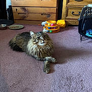 Fatso is registered to the contest to win money with this photo: cat, tabby, fluffy, indoor, carpet, paws_crossed, furniture, drawer, toy, pet, animal, relaxed, purple_carpet, wooden, cozy, domestic, cute, feline, living_room, resting