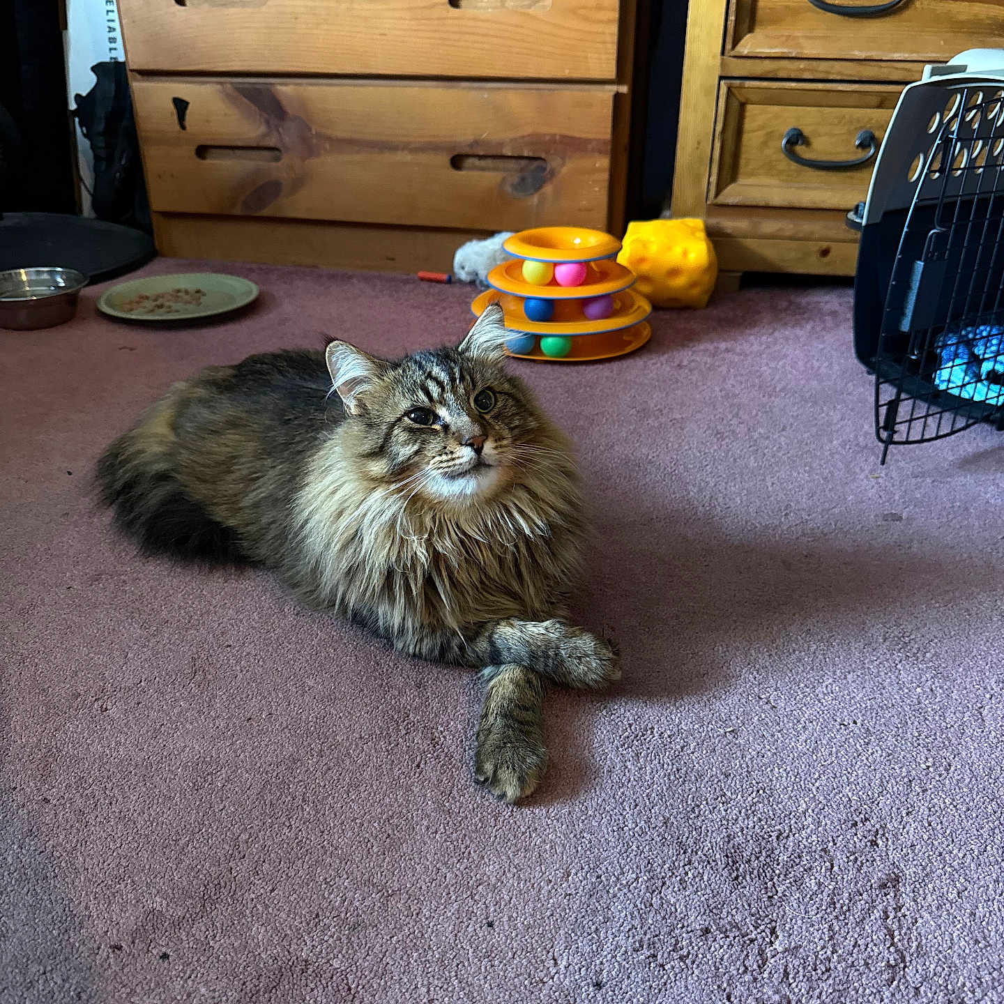 Fatso is registered to the contest to win money with this photo: animal, carpet, cat, cozy, cute, domestic, drawer, feline, fluffy, furniture, indoor, living_room, paws_crossed, pet, purple_carpet, relaxed, resting, tabby, toy, wooden