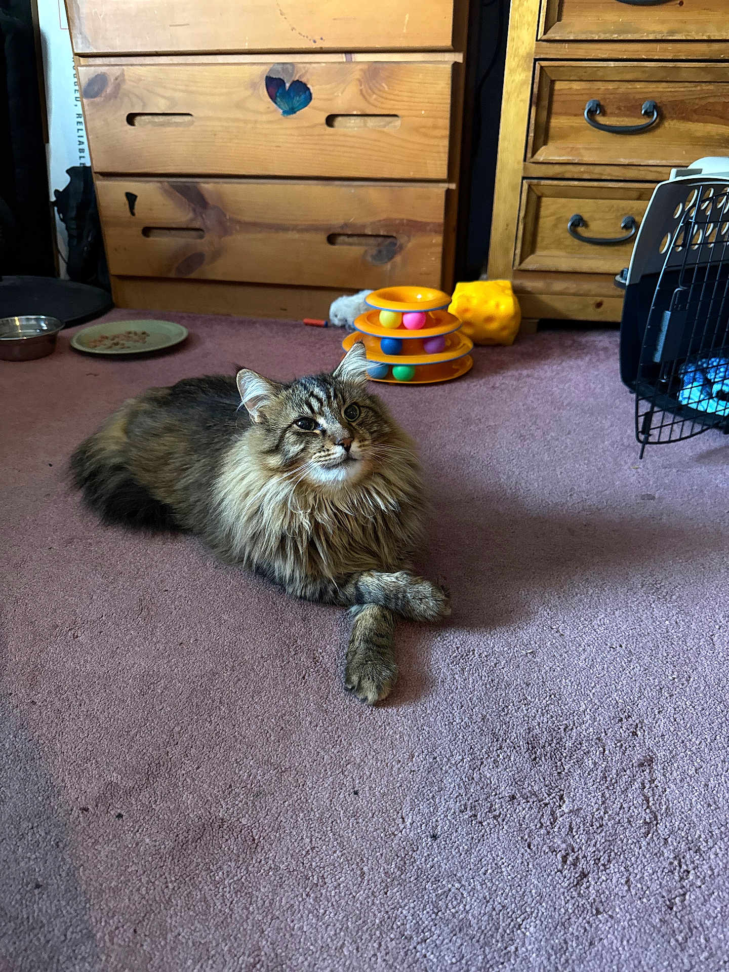 Fatso is registered to the contest to win money with this photo: cat, tabby, fluffy, indoor, carpet, paws_crossed, furniture, drawer, toy, pet, animal, relaxed, purple_carpet, wooden, cozy, domestic, cute, feline, living_room, resting
