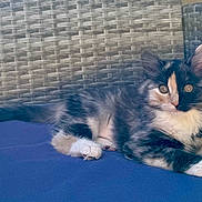 Rizzo is registered to the contest to win money with this photo: kitten, cat, fluffy, cute, animal, pet, feline, resting, blue_cushion, wicker_chair, curious, young, soft_fur, indoor, relaxed, whiskers, paws, tail, closeup, domestic_animal