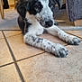 Arès a rejoint le concours — aidez-le/la à gagner de superbes lots ! puppy, dog, indoor, floor, tile, black_and_white, curious, pet, animal, young_dog, fur, ears, nose, paws, table, bottle, chair, carpet, home, relaxing