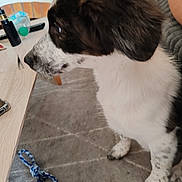 Arès participe au concours pour gagner de l'argent avec cette photo : dog, pet, indoor, carpet, toy, rope_toy, black_and_white, curious, side_view, floor, furniture, table, household_items, animal, domestic, paw, looking, cozy, living_room, canine