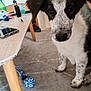 Arès a rejoint le concours — aidez-le/la à gagner de superbes lots ! puppy, dog, indoor, carpet, table, phone, bottle, toy, rope_toy, wooden_leg, black_and_white, speckled_fur, curious, pet, animal, close_up, young_dog, domestic, floor, household