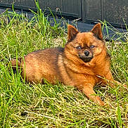 Guizmo participe au concours pour gagner de l'argent avec cette photo : dog, grass, outdoor, pet, animal, brown_fur, sunlight, relaxed, lawn, canine, nature, fur, daylight, resting, portrait, mammal, domestic_animal, quiet, watchful, fence