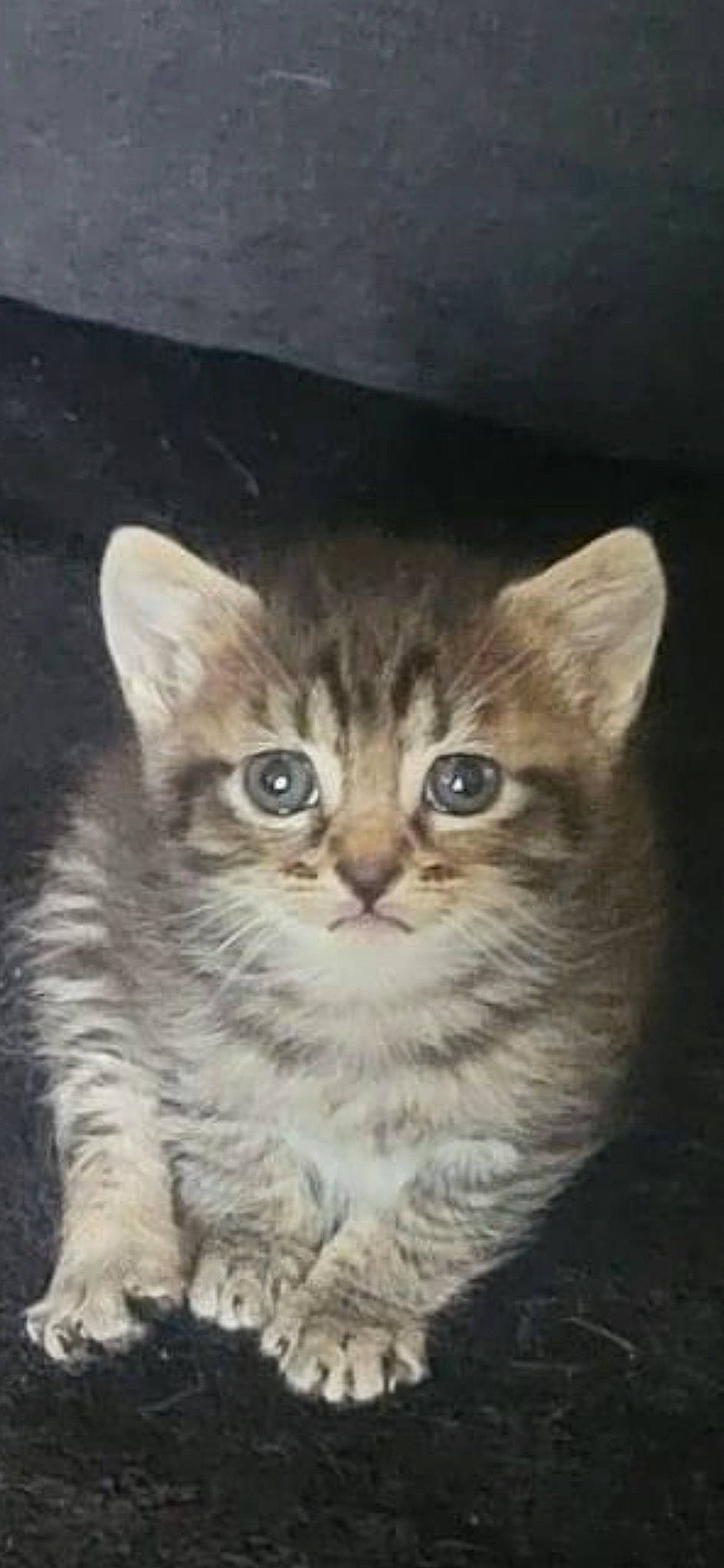 Pearly participe au concours pour gagner de l'argent avec cette photo : art, carnivore, cat, domestic_short_haired_cat, door, felidae, fur, paw, photo_caption, small_to_medium_sized_cats, snout, terrestrial_animal, whiskers, wildlife, window