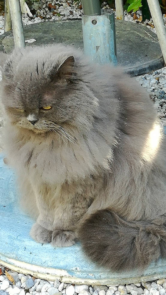 Lou a rejoint le concours — aidez-le/la à gagner de superbes lots ! asian_semi_longhair, british_longhair, british_semi_longhair, carnivore, cat, domestic_long_haired_cat, fawn, felidae, mammal, nebelung, norwegian_forest_cat, persian, ragamuffin, siberian, small_to_medium_sized_cats, whiskers