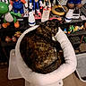 cat, tortoiseshell_cat, sleeping, curled_up, pet, animal, plush_bed, white_bed, video_game_characters, mario, sonic, yoshi, figurines, collectibles, shelf, gaming, indoors, cozy, nap, home_decor