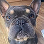 dog, french_bulldog, pet, portrait, close_up, indoor, wood_floor, cute, big_ears, wrinkled_face, brown_eyes, snout, paws, white_chest_patch, curious, flooring, home, looking_up, companion, short_muzzle