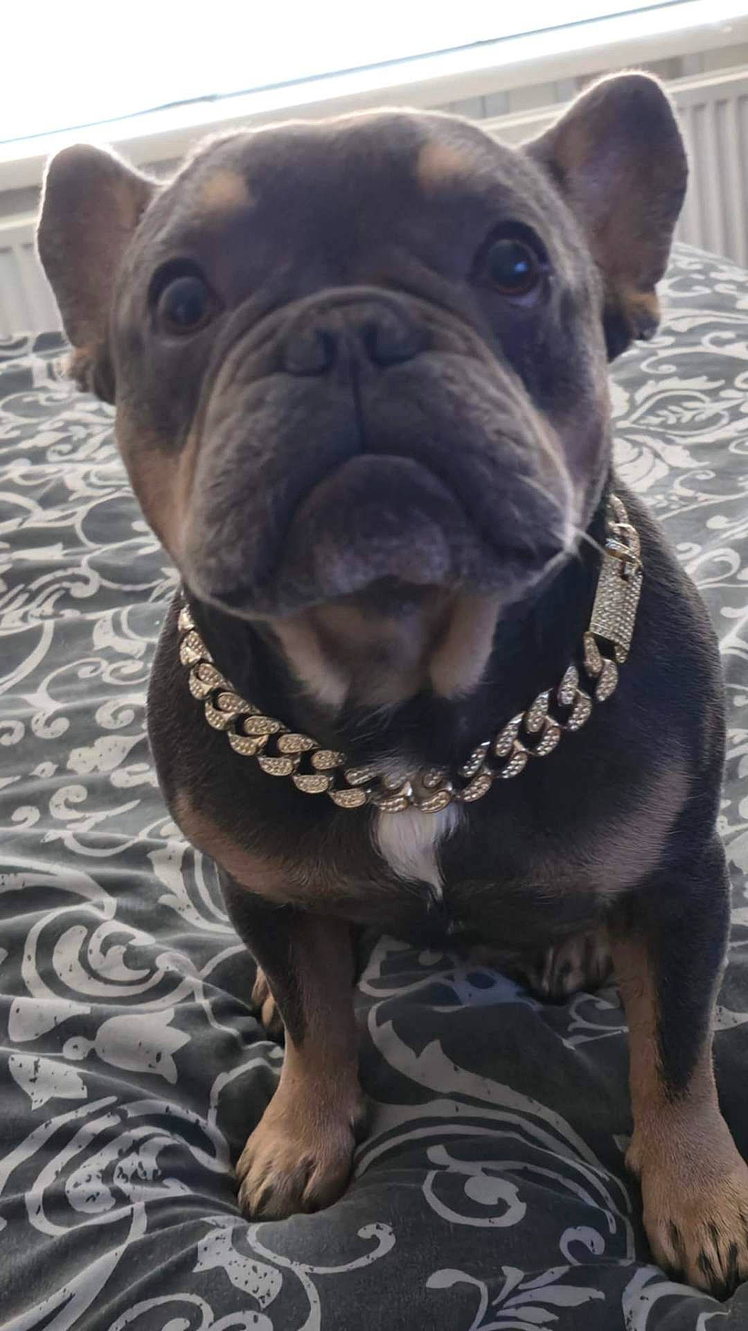 Ronnie joined the competition — help win amazing prizes! animal, bed, bedspread, black, brown, canine, chain, closeup, cute, dog, ears, french_bulldog, fur, indoor, jewelry, patterned, paw, pet, portrait, sitting