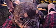 Ronnie joined the competition — help win amazing prizes! dog, french_bulldog, pet, pet_portrait, lap, plaid_pajamas, slippers, living_room, television, curtain, close_up, ears, wrinkled_face, muzzle, eyes, nose, cozy, indoor, couch, blanket