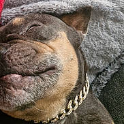 Ronnie is registered to the contest to win money with this photo: dog, sleeping, close_up, collar, chain, bling, blanket, fur, muzzle, whiskers, couch, cozy, nap, pet, domestic_animal, portrait, relaxed, snout, textured_fabric, home