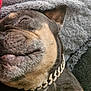 dog, sleeping, close_up, collar, chain, bling, blanket, fur, muzzle, whiskers, couch, cozy, nap, pet, domestic_animal, portrait, relaxed, snout, textured_fabric, home