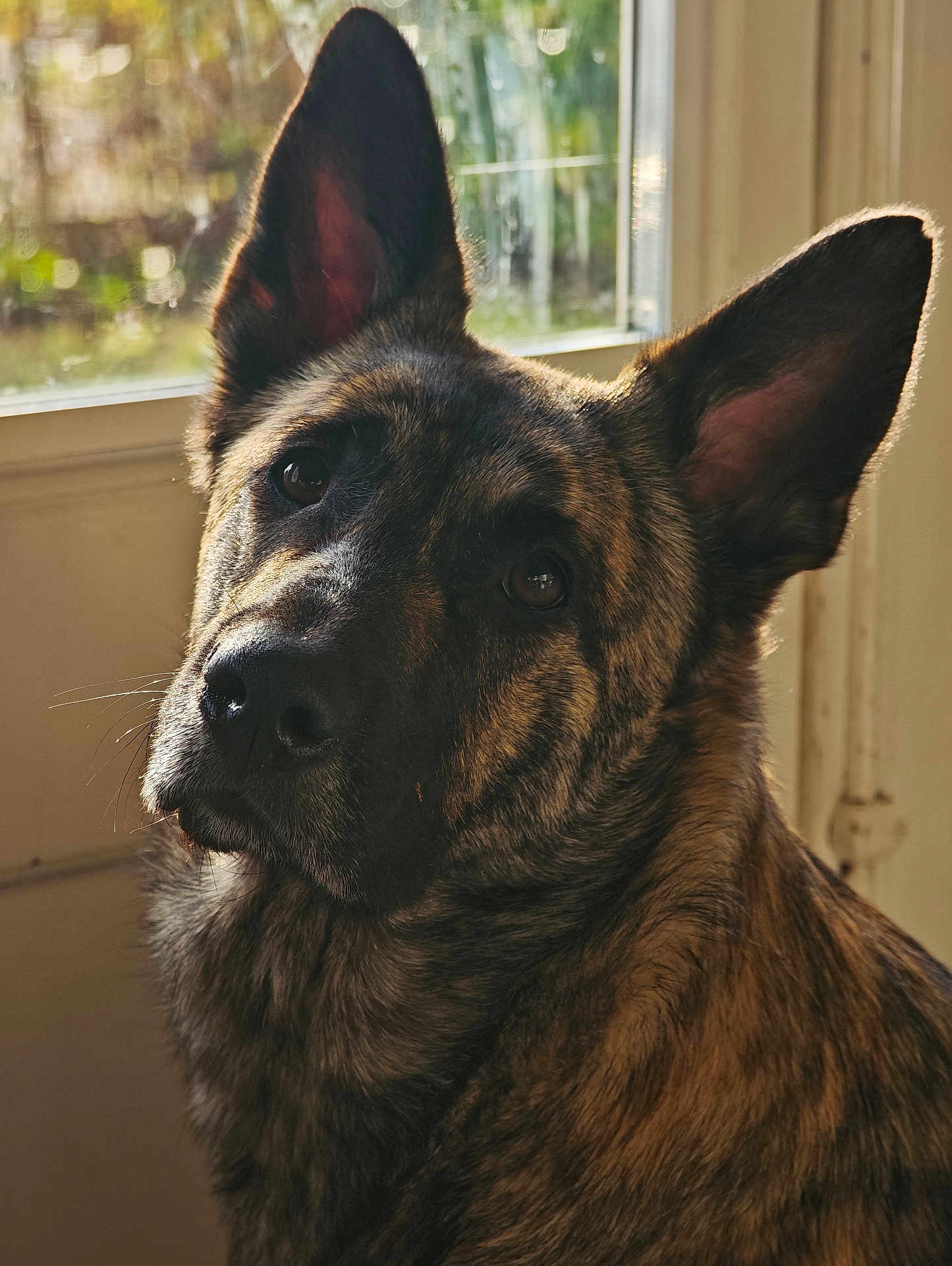 Virgule participe au concours pour gagner de l'argent avec cette photo : dog, canine, pet, portrait, close_up, brindle_coat, fur, ears, whiskers, muzzle, eyes, nose, window, sunlight, backlit, indoor, home, attentive, sitting, portrait_photography